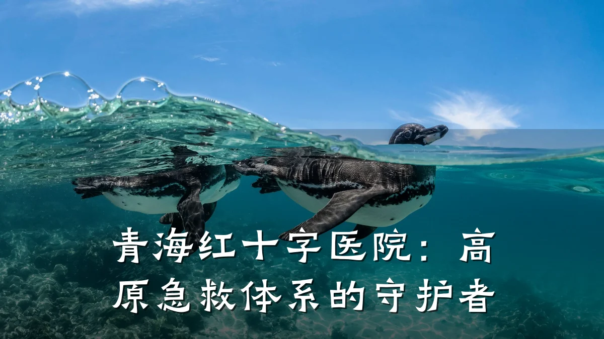 青海红十字医院：高原急救体系的守护者