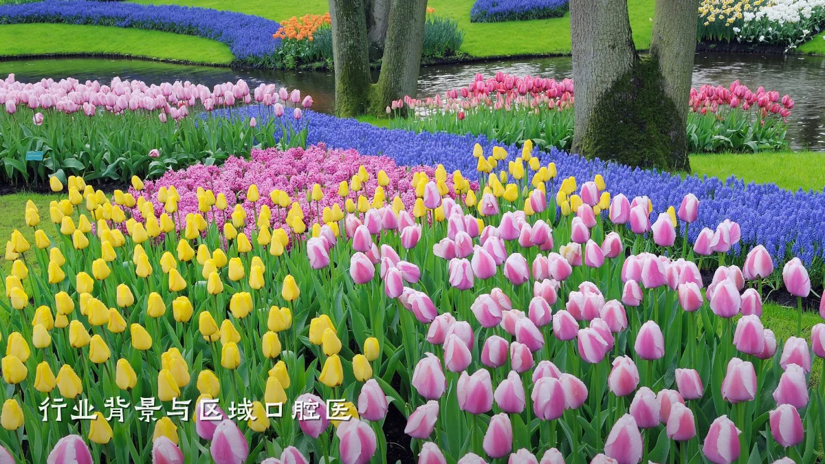 行业背景与区域口腔医